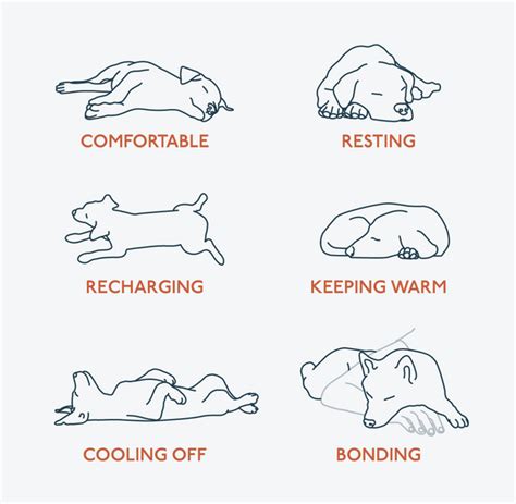 bulldog position|6 Dog Sleeping Positions and What They Mean .